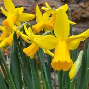 February Gold Daffodil (Narcissus cyclamineus February Gold) Img 5 